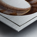 Notacanth Notacanthus Nasus Metal print