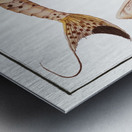 Maculated Cuirassier Loricaria maculata Metal print