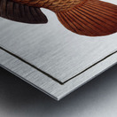 Tortoise-fish Anthias testudineus Metal print