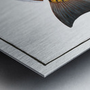 Bearded Umber Sciaena cirrosa Metal print