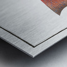 Maculated Bodian Bodianus maculatus Metal print