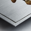 Long Diodon Diodon Atinga Metal print