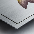 Toothless Mackrel Scomber edentulus Metal print