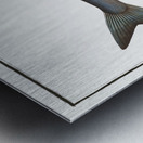 Goedens Salmon Salmo Goedenii Metal print