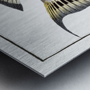 Streaked Gilt-head Sparus Fasciatus Metal print