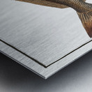 Holybut Pleuronectes Hippoglossus Metal print