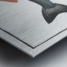 Basse Sciaena Labrax Metal print