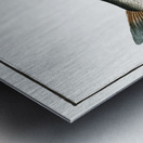 Baller-Carp Cyprinus Ballerus Metal print