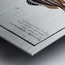 1. Slave-fish Holocentrus Servus 2. Four-striped Holocentre Holocentrus quadrilineatus Metal print