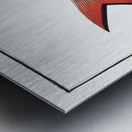 Annular Gilt-head Sparus annularis Metal print