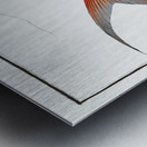 Saltwater Katfish Silurus Bagre Metal print