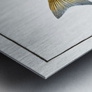 Lineated Umber Sciaena lineata Metal print