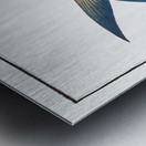 Sprat Clupea Thrissa Metal print