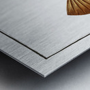 Cuckold-fish Ostracion Quadricornis Metal print