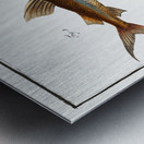 1. Longbearded Silurus Clarias 2. Crack-Belly Silurus Ascita Metal print