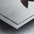 Black-Pampel Stromateus niger Metal print