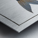 Kalamin Polynemus plebeius Metal print