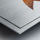 Goggle-eye Sparus macrophthalmus Metal print