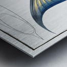 Old-Wife Balistes Vetula Metal print