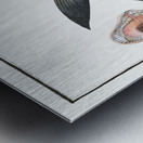 Base Sparus Sargus Metal print