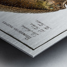 Turbot Pleuronectes maximus Metal print