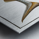 Sturgeon Acipencer Sturio Metal print