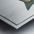 Blicca Cyprinus Blicca Metal print