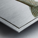 Aspius Cyprinus Aspius Metal print
