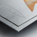 Kyrtus indicus Metal print