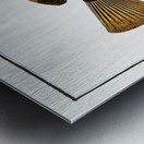 Double-streaked Holocentre Holocentrus fasciatus Metal print