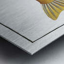 Plumiers Mullet Mugil Plumeri Metal print