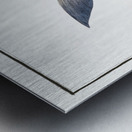 Silver-Pampel Stromateus argenteus Metal print