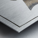 Green coloured Holocentre Holocentrus verescens Metal print