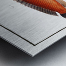 1. Double-Striped Wrasse Labrus bivittatus 2. Great-Scaled Wrasse Labrus macrolepidotus Metal print