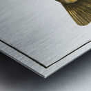 Trout Salmo Fario Metal print