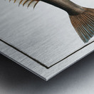 Tub-Fish Trigla Hirundo Metal print