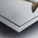 Scad Scomber Trachurus Metal print