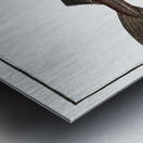 Pollack Gadus Pollachius Metal print