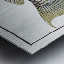 Sparus Abildgaardi Metal print