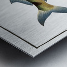 Under-Sword-Fish Esox brasiliensis Metal print