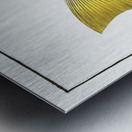 Plumiers Umber Sciaena Plümieri Metal print