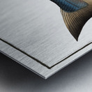 Plumiers Umber Sciaena Plümieri Metal print