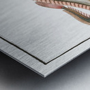 Band-Fish Cepola Tænia Metal print