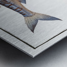 1. Sea-Lizard Salmo Saurus 2. Sea-Sparrow-Hawk Salmo foetens Metal print