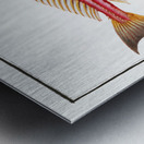 Rochet Trigla cataphracta Metal print