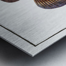 Holocentre of Surinam Holocentrus surinamensis Metal print