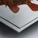 Prickly Bottlefish Diodon orbicularis Metal print