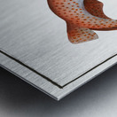 Lesser Rough Flound Squalus Catulus Metal print