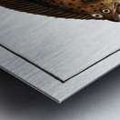 Pleuronectes macrolepidotus Metal print