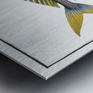 Plumiers Mackrel Scomber Plumieri Metal print